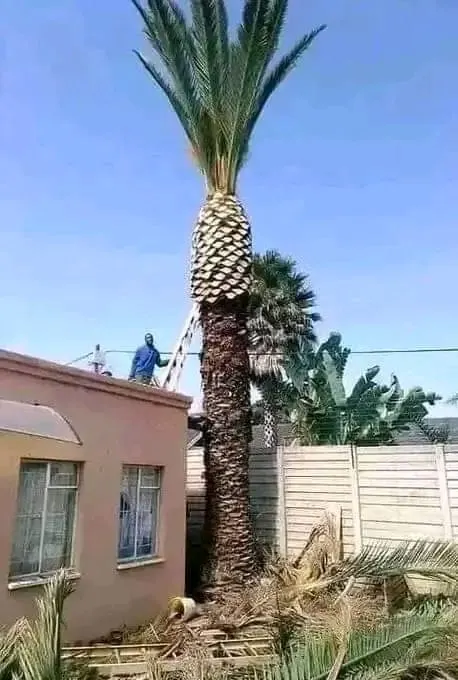 24/7 emergency tree services Johannesburg